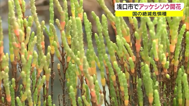 本州で唯一の自生地　絶滅危惧種「アッケシソウ」が開花　１０月には紅葉も【岡山・浅口市】