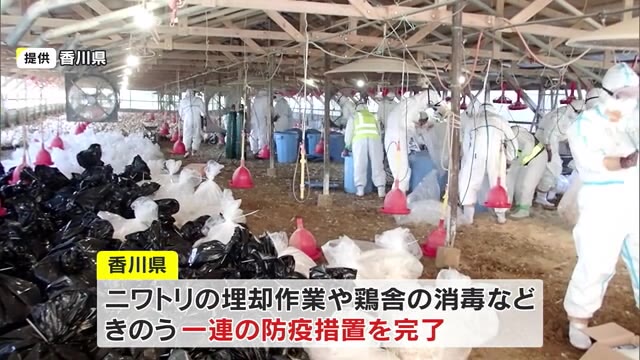 今季２・３例目の観音寺市の鳥インフル　計約６万８０００羽を殺処分　養鶏場の防疫措置が完了【香川】