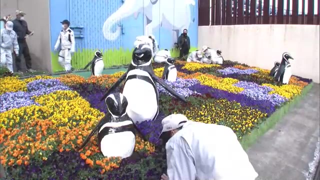 春の動物園をカラフルに♪　演出は高校生　マゼランペンギンも花に囲まれる【岡山・岡山市】