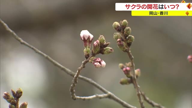 香川は今週中にもサクラが開花？　栗林公園のソメイヨシノにはもうすぐ咲きそうな“つぼみ”も【香川】