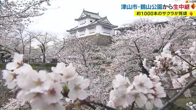 西日本有数の桜の名所　鶴山公園から中継　城跡が約１０００本の桜に包まれる絶景【岡山・津山市】
