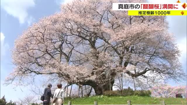推定樹齢１０００年！　高台に根を張る一本桜「醍醐桜」が満開　ライトアップも開催【岡山・真庭市】