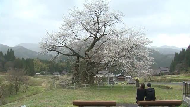 大雪の被害を乗り越え…「尾所の桜」が満開　推定樹齢５７０年超えの“生命力”【岡山・津山市】