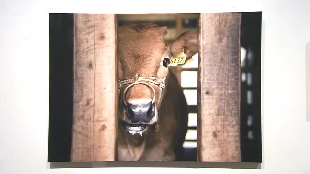 コンセプトは「“いただきます”を世界共通語へ」日本で唯一の“家畜写真家”の写真展【香川・高松市】