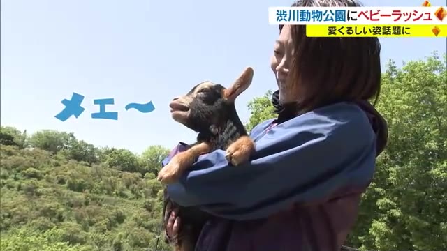 お母さんにそっくりのロバに双子のヤギの赤ちゃん！　渋川動物公園で春のベビーラッシュ【岡山・玉野市】
