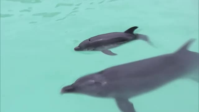 新屋島水族館でイルカの赤ちゃんが初めて誕生！　誕生日にちなみ「ナナ」と命名【香川・高松市】