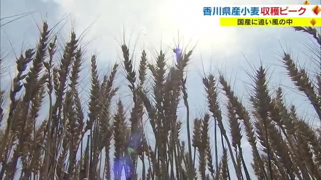 輸入小麦価格高騰で熱視線　香川県産小麦の収穫最盛期【香川・さぬき市】