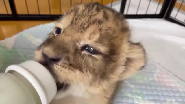 しろとり動物園に５年ぶり誕生！ミルクをごくごく…双子のライオンの赤ちゃん【香川・東かがわ市】