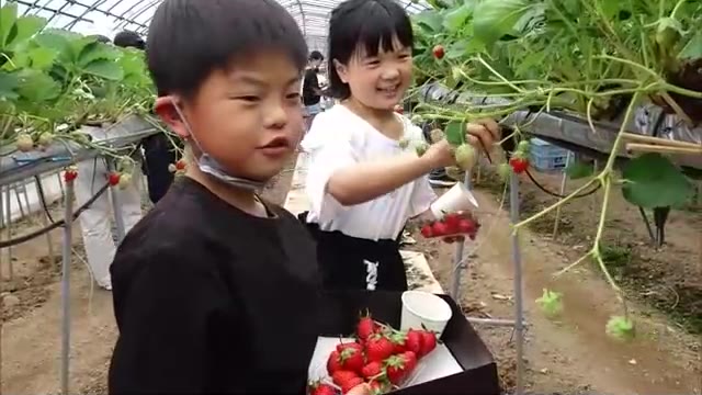 「自分たちで植えたからよりおいしい！」小豆島で小学生がイチゴの収穫を体験【香川・土庄町】