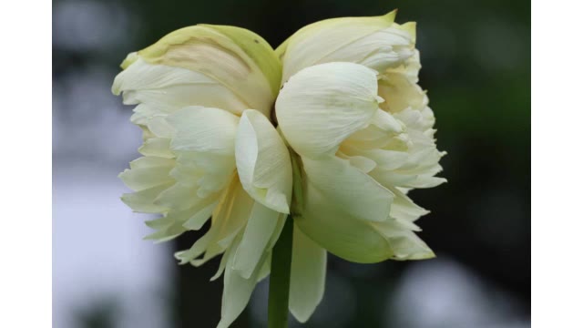 ”見ると良いことが訪れる”　琴平町の寺で珍しい蓮の花「双頭蓮」開花【香川】