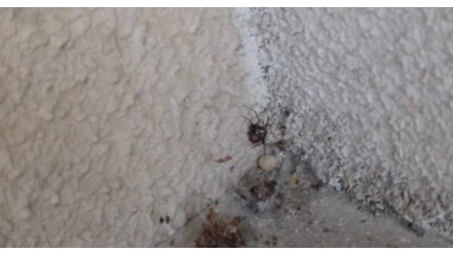 高松市の小学校と周辺で毒グモの「セアカゴケグモ」１６匹見つかる【香川】