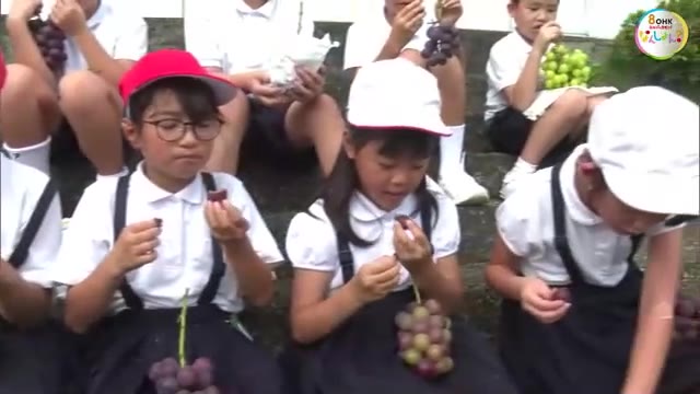 「色がいいからとてもおいしそう」小学生がブドウの収穫体験【岡山・井原市】