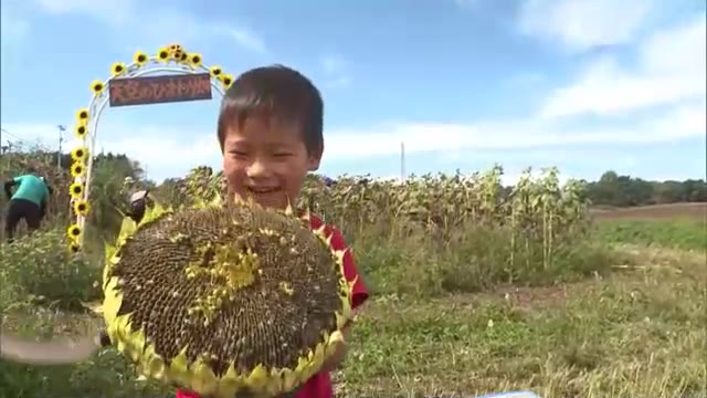 「天空のひまわり畑」に秋到来　ヒマワリの種の収穫体験　３０センチを超える大きさの花も【岡山・美作市】