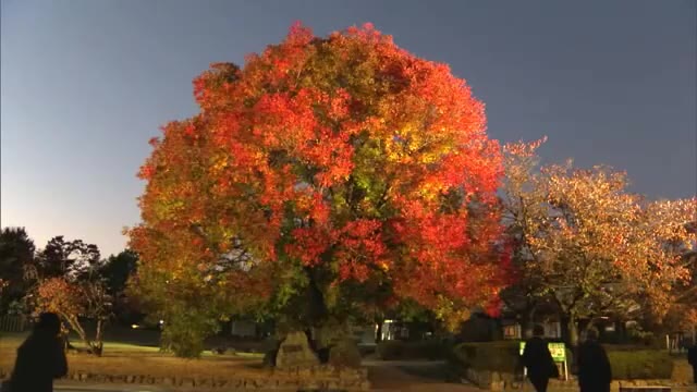 日本庭園を赤く染める紅葉　夜はライトアップに照らされて…　平櫛田中美術館に隣接【岡山・井原市】