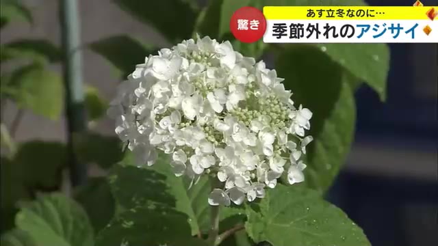 異例の暑さで植物の世界にも影響が…季節外れのアジサイも　高松市は６日連続夏日【香川】