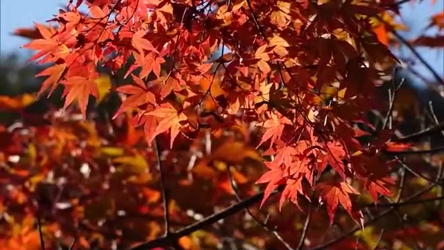 ロープウェイからの絶景も…香川を代表する紅葉スポットの１つ小豆島・寒霞渓で見頃【香川】