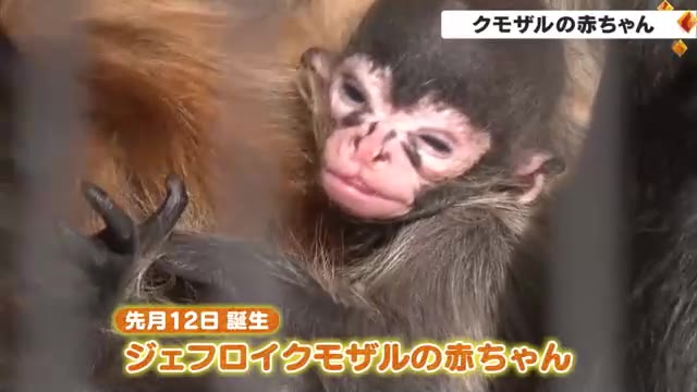 お母さんに抱かれながら愛くるしい姿…岡山市の動物園でジェフロイクモザルの赤ちゃん誕生【岡山】