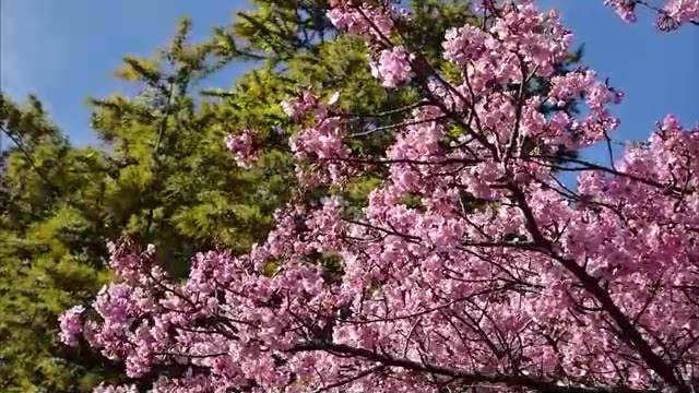 島に春の訪れ告げる河津桜とミモザの競演…小豆島の農園で見頃【香川】