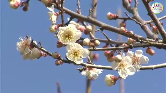 現在は５分咲き…岡山県北にも”春の足音”津山市の公園で梅の花が咲き始める【岡山】