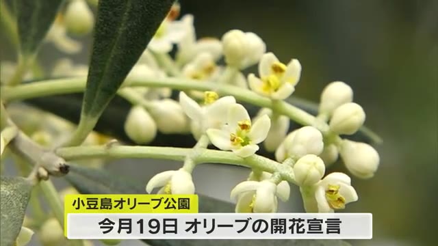 小豆島の道の駅でオリーブの花開花　６月初旬まで見頃【香川】