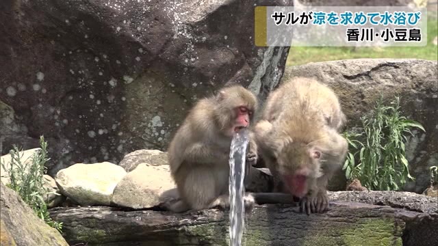 香川県小豆島　夏の風物詩　「お猿の国」でサル水浴び【香川・土庄町】