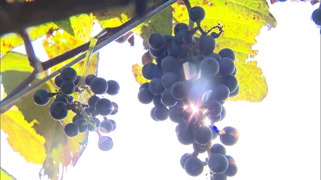 約１センチの実はワインの赤やロゼの原料に…蒜山高原でヤマブドウの収穫【岡山・真庭市】