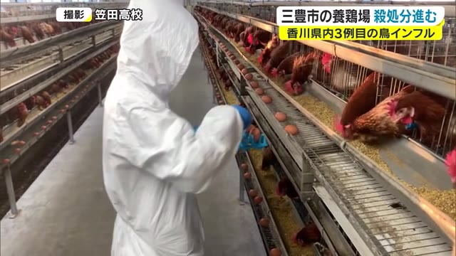養鶏場はニワトリやタマゴの出荷制限…養鶏産業にも影響広がる鳥インフルエンザ【香川・三豊市】