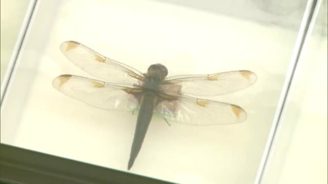 自然や環境について考えて」岡山県のレッドデータ生物を紹介する特別展