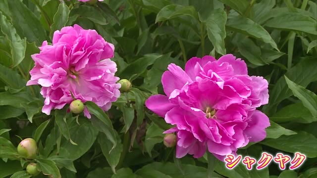 「美人の花」出荷ピーク　中国地方有数のシャクヤクの産地【岡山・高梁市】