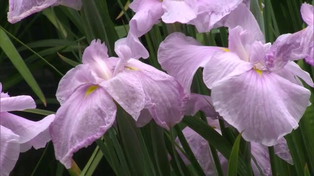 梅雨時期にひときわ華やかに咲き誇る「ハナショウブ」　久米南町で“満開”　【岡山・久米南町】