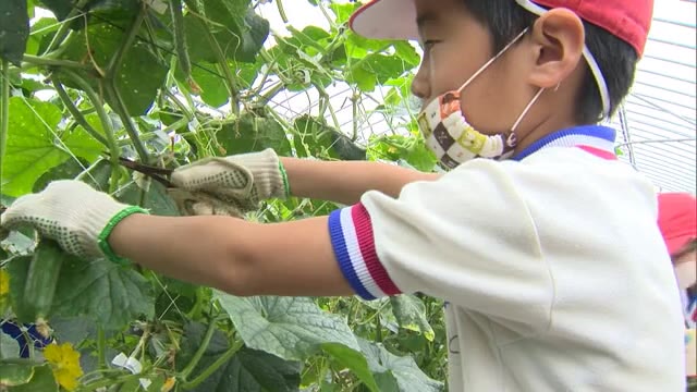 県内一の生産地　小学生が特産のキュウリを収穫体験【岡山・久米南町】