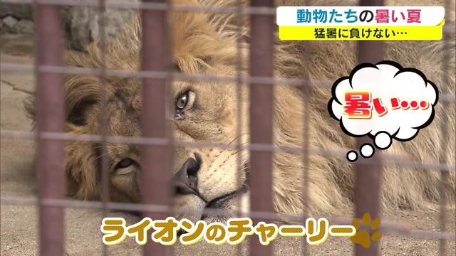ライオンもホワイトタイガーも暑いのです…動物たちの猛暑　池田動物園【岡山・岡山市】
