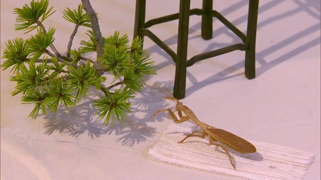 本物そっくり“竹彫刻の昆虫” と “盆栽”のコラボ　竹彫刻と盆栽二人展【岡山・津山市】