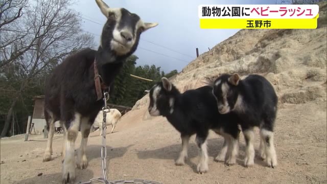 ロバにヤギ…赤ちゃんが続々誕生　渋川動物園でベビーラッシュ！【岡山・玉野市】