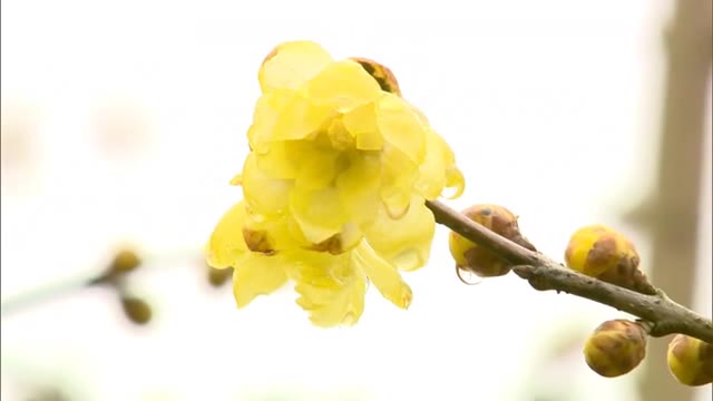 春の訪れを告げる“ロウバイ”県北で咲き始める　２月下旬…ウメとの競演も　梅の里公園【岡山・津山市】