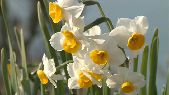 可憐な花が今年も…笠岡諸島・六島で約１０万本の白いスイセンが見頃【岡山・笠岡市】