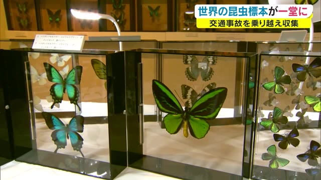 世界一美しいチョウとは…約２０００点展示　交通事故から生還し昆虫ギャラリー開設【岡山・美咲町】