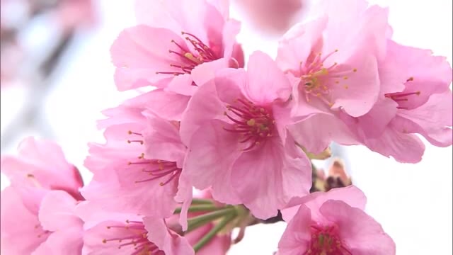 お寺でしか見られない早咲きのサクラ『ジョウコウジザクラ』が見頃　その名前の由来は…【香川・小豆島町】