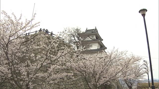 約７００本のサクラが満開！丸亀城「桜まつり」　夜間のライトアップも…４月１４日まで【香川・丸亀市】