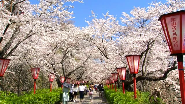 西日本有数の名所でサクラが満開に　鶴山公園　多くの花見客で賑わう【岡山・津山市】