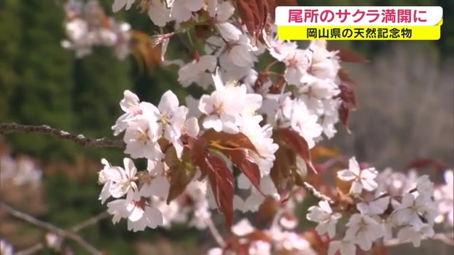 推定樹齢５７０年！県内最大のヤマザクラ「尾所の桜」が満開　県の天然記念物に指定【岡山・津山市】