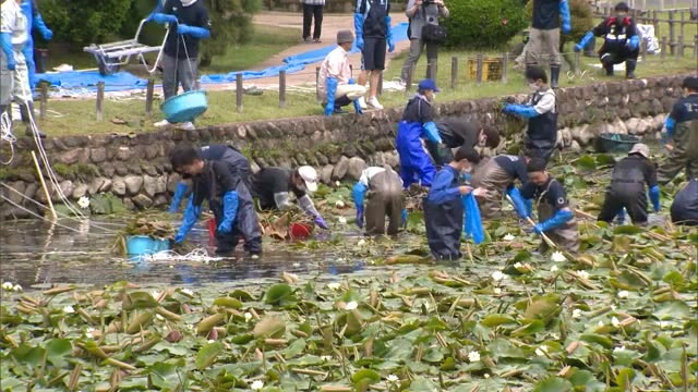 名園の池を大掃除！　目指すは「モネの池」市民ら１７０人参加　手を入れてみたら…津山市の衆楽園【岡山】