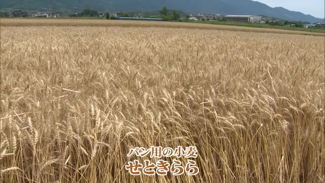 パン作りに適した新しい小麦　「せときらら」の収穫が最盛期　出来は例年以上【岡山・津山市】