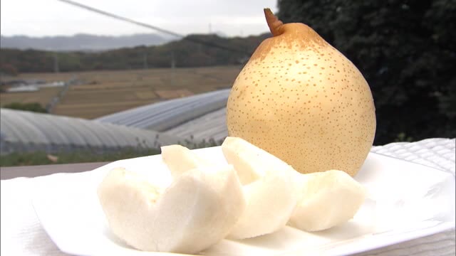 国内唯一の産地　幻の梨「ヤーリー」ってどんな味！？　上品な香りと食感が…【岡山・岡山市】 |  OHK　岡山放送