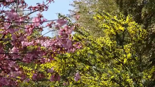 小豆島で河津桜とミモザが同時に見頃　色鮮やかな花の“競演”見たさに島外からの観光客も増加【香川】