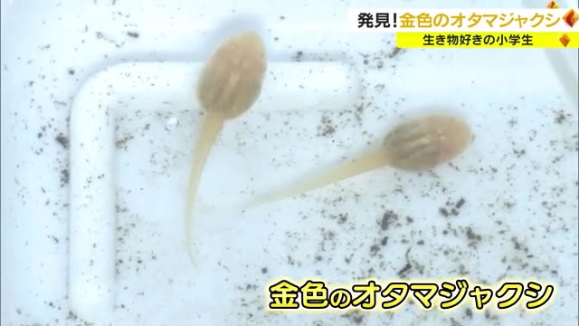 １万匹に一匹！？用水路に超レアな「金色のオタマジャクシ」 生き物