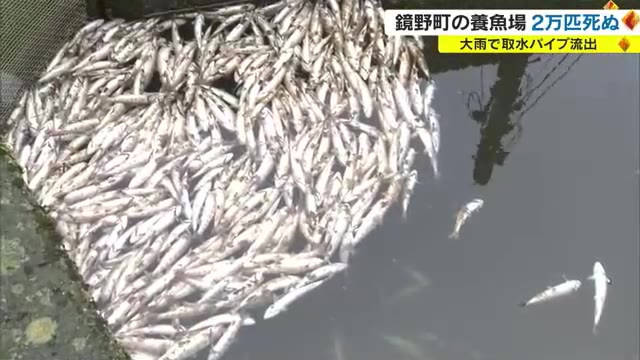 約２万匹の魚が死ぬ　台風７号で線状降水帯が発生した鏡野町の養魚場　取水パイプ流され酸欠に【岡山】