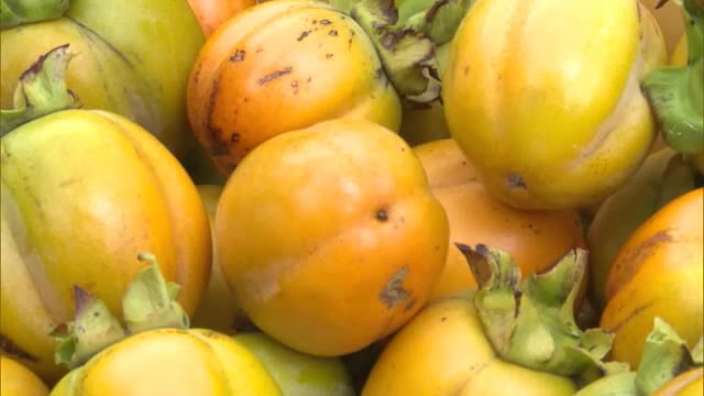秋の味覚「西条柿」の収穫が津山市で始まる　多い日には１日で６００キロ…実太りしたカキが続々【岡山】