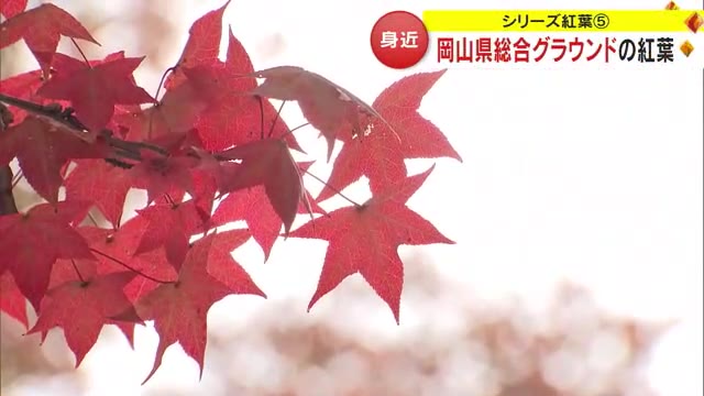 赤や黄色に色づいた岡山県総合グラウンド　秋の空と約３２００本の木々に囲まれ…【シリーズ紅葉】