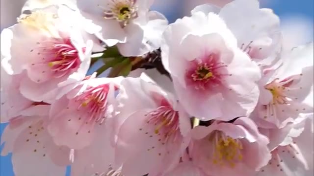 小豆島の寺院に”一足早い春”　花びらの大きなサクラ「ジョウコウジザクラ」見頃【香川】